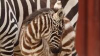 zebra1 mládě zebry bezhřívé foto Marta Doležalová